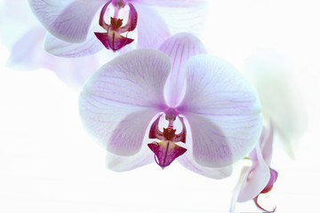 Fototapeta na wymiar branch of blooming orchid flower on a white background