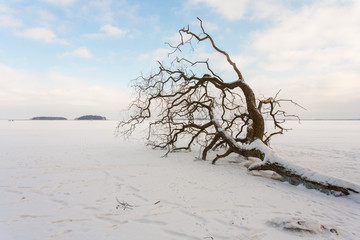 Fallen tree, Sniardwy Lake in winter, the largest lake in Poland, Masuria Region, Poland