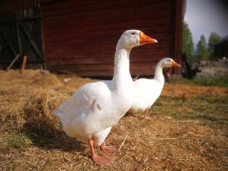 gooses family at farm