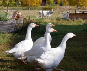 beautiful cute white goose family on farm