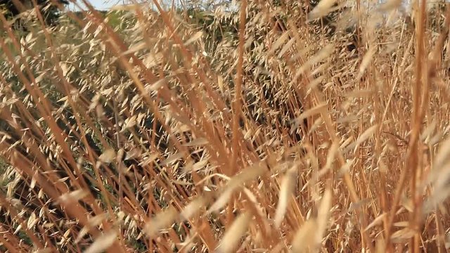Detalle de  hierbas secas ( gramineas ) en el verano meci&eacute;ndose o moviendose con el viento