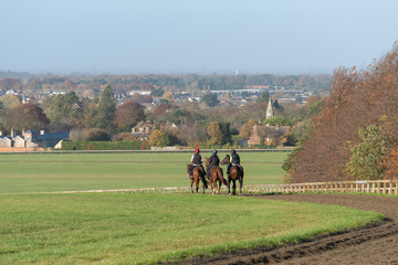 Three horses after working on the Warren Hill racehorse training gallops at Newmarket, England.