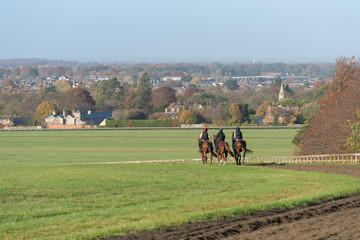 Three horses after working on the Warren Hill racehorse training gallops at Newmarket, England.