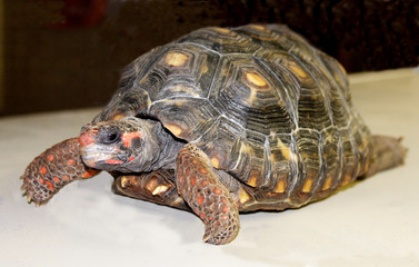 A large, colorful turtle