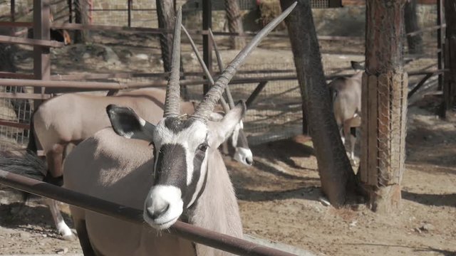The gemsbok or gemsbuck Oryx gazella is a large antelope in the Oryx genus. It is native to the arid regions of Southern Africa, such as the Kalahari Desert.