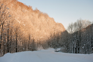 Obraz premium snowy forest road in Bieszczady Mountains, Poland