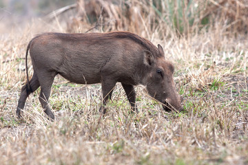 A Wart Hog foraging for food in South Africa