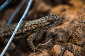 Small, scaly brown lizard on sandstone; Southern Utah desert