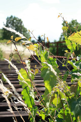 Zugewachsener Bahndamm 2