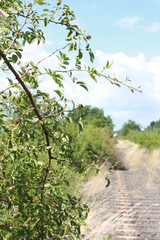 Zugewachsener Bahndamm 1