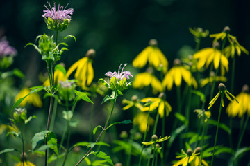 field of wildflowers against a dark forest background