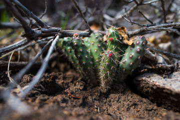 Small cactus growing in branches and twigs; Southern Utah