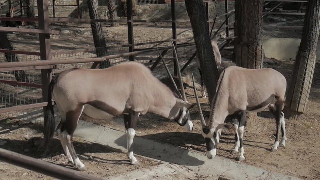 The gemsbok or gemsbuck Oryx gazella is a large antelope in the Oryx genus. It is native to the arid regions of Southern Africa, such as the Kalahari Desert.
