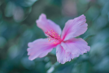 Pink Flower