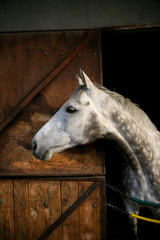 Thoroughbred horse in stall