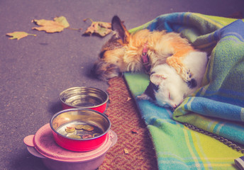 dog and cat sleeping