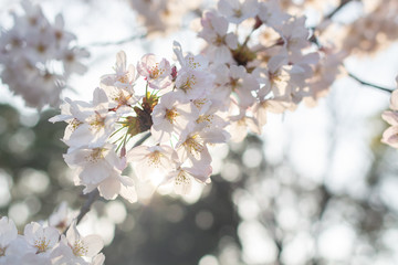 日に当たる日本の綺麗な桜
