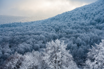 beech forest in the mountains, Bieszczady Mountains, Bieszczady National Park, Carpathians Mountains, Poland