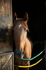 Thoroughbred horse in stall