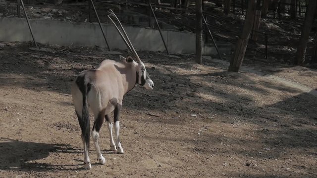 The gemsbok or gemsbuck Oryx gazella is a large antelope in the Oryx genus. It is native to the arid regions of Southern Africa, such as the Kalahari Desert.