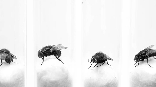 many flies in test tubes for study in the laboratory