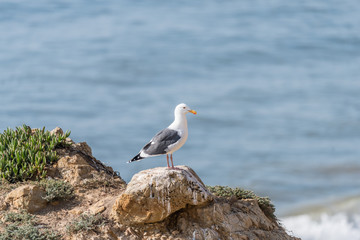 Seagull standing at the top of the rock at the El Matador State Beach in Malibu, California