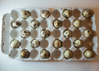 Quail eggs in a tray on a white background