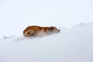 dog on the snow