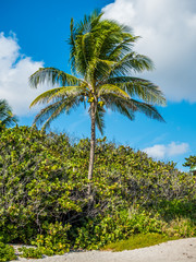 Tropical palms