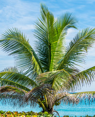 Fototapeta premium Tropical palms