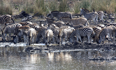 Fototapeta na wymiar A herd of thirsty Zebras drink their fill 