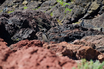 Penguin in colorful rocks
