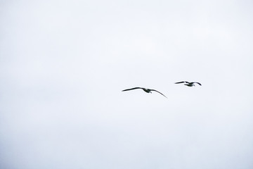 New Zealand Royal Albatross flying in the sky.