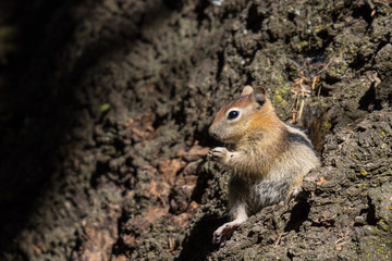 chipmunk Sitting on a Tree Root Outside