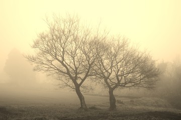 朝の霧に包まれる冬の木々
