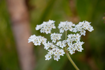 white flower background