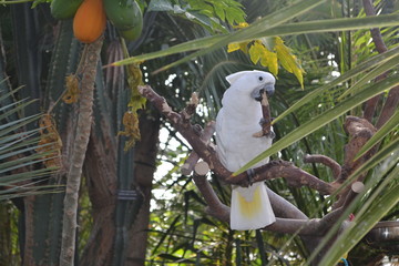parrot on a branch