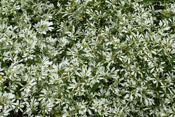 Little Christmas Flower Background