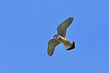 上空から獲物を探すチョウゲンボウ
