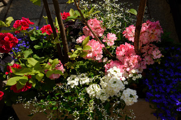 Flowers on sale in the Market Square in the city of Krakow in Poland