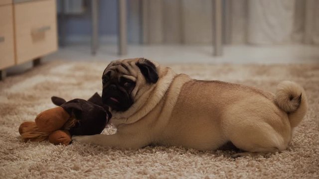 Cute pug dog gnawing, chewing its toy
