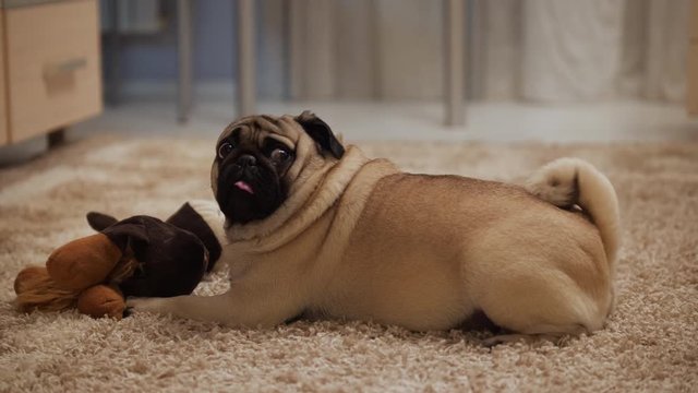 Cute pug dog lying with toy, wagging tail at its owner's voice