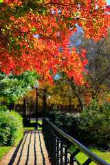 Autumn Walk