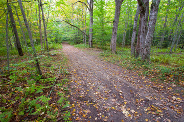 Forest Road