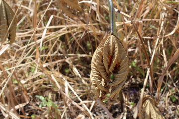 seca estiagem plano de fundo