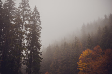Obraz na płótnie Canvas Golden forest with fog and warm light