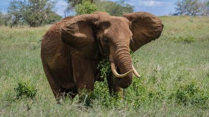 Fototapeta na wymiar Elephant on savannah