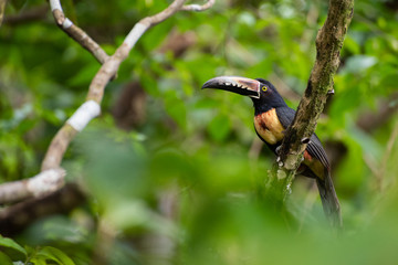 Collared Aracari Toucan Costa Rica