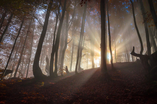 Fototapeta Sun rays shine through the foggy autumn forest