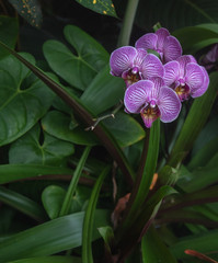Obraz premium orchid on green background